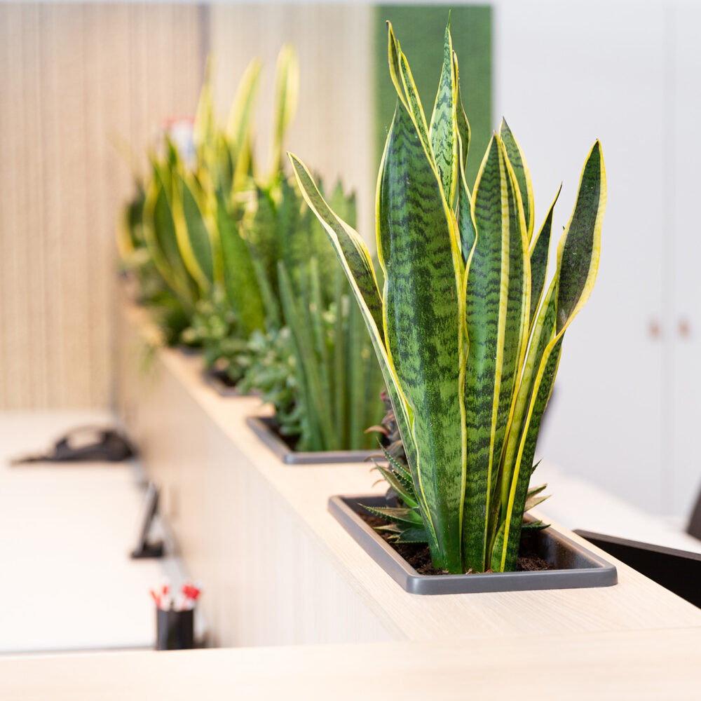 Kantoorinrichting Vlaams-Brabant - Kantoorontwerp - Interieur-Design- Cappelle